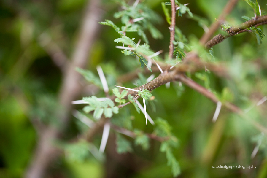 huisache thorns