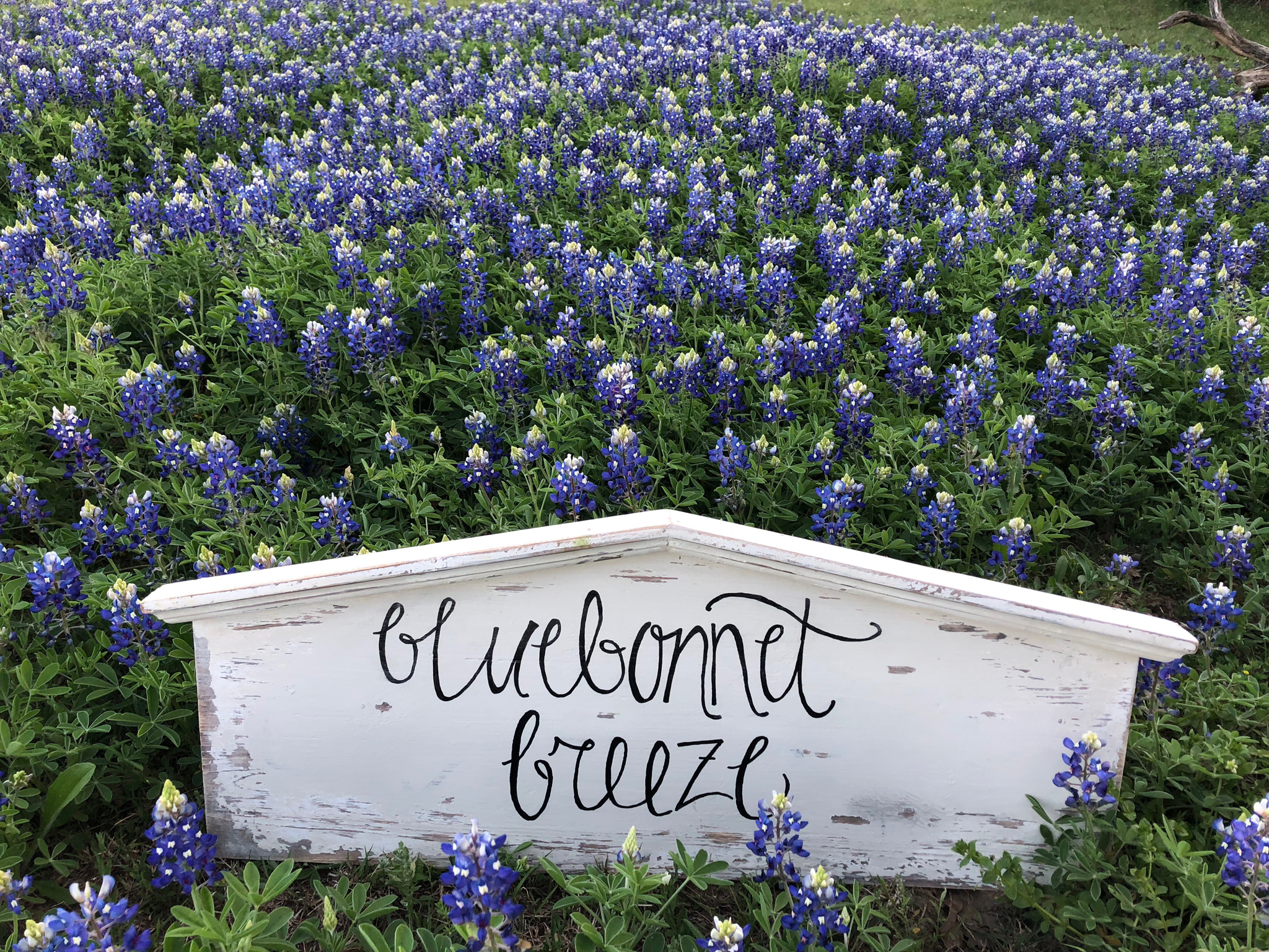bluebonnet breeze ranch